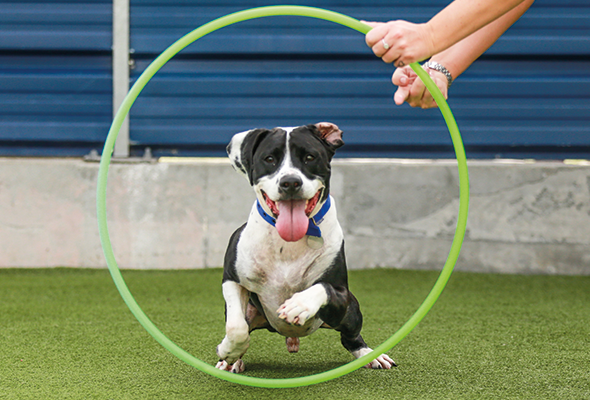 bettersea-dogs-cats-v2