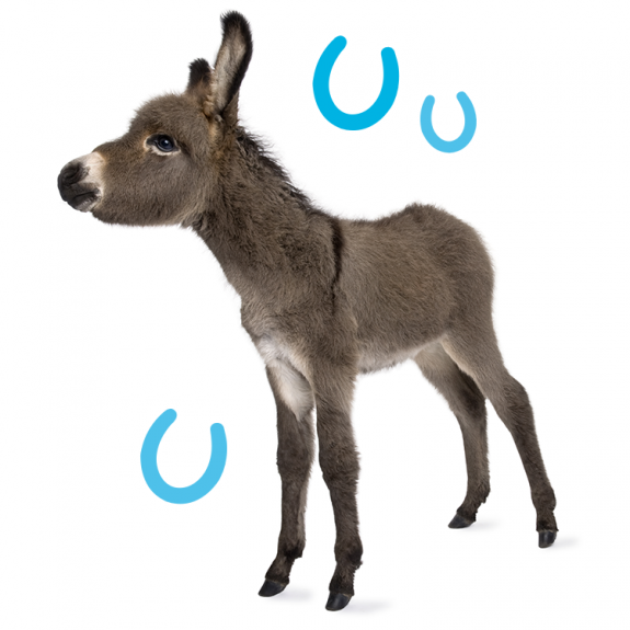 donkey-hp Baby donkey Gerrick Rose Animal Trust