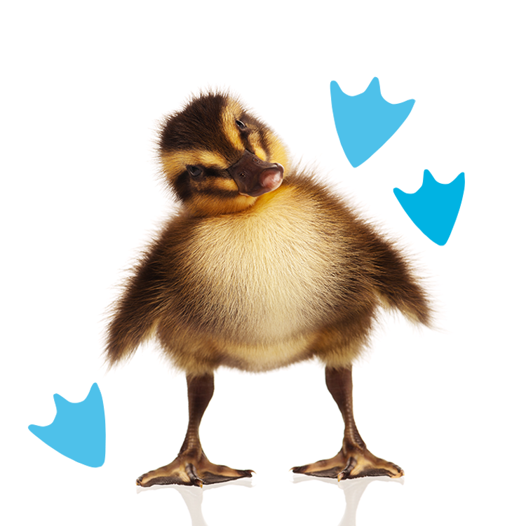 gerrick-rose-about5 gerrick-rose-about5