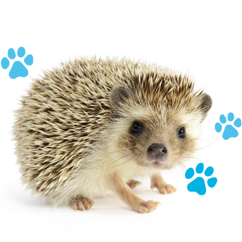 hedgehog-hp Baby Hedgehog Gerrick Rose Animal Trust