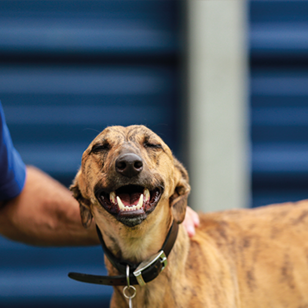 Battersea Gerrick Rose Animal Trust