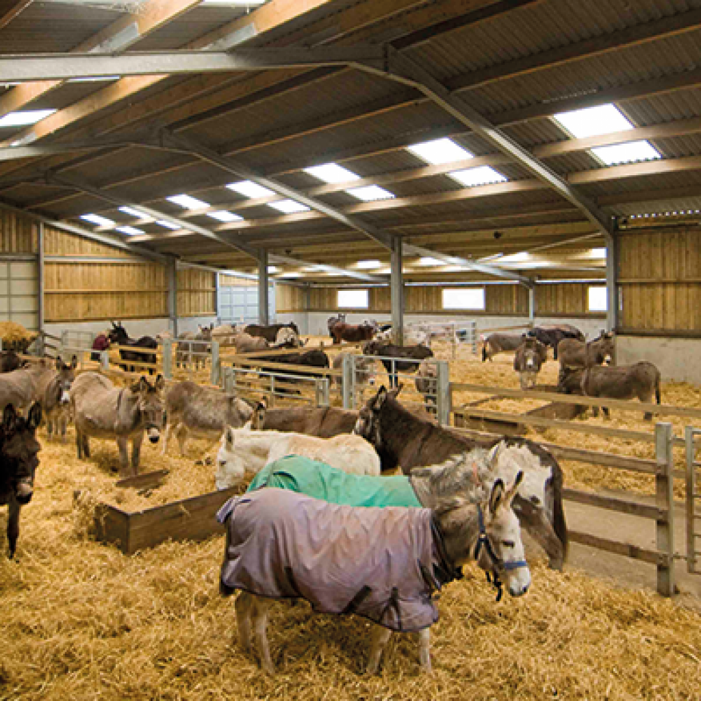 Flika Foundation Barn Gerrick Rose