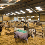 The Flicka Foundation